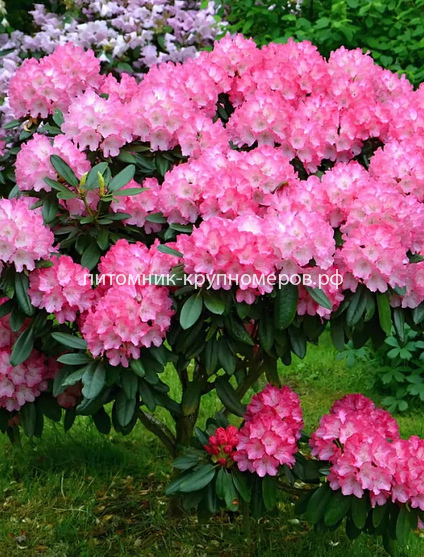 Рододендрон Хельсинский Университет