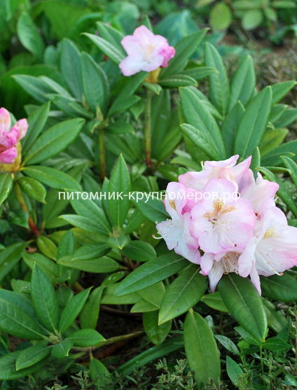 Рододендрон Хельсинский Университет
