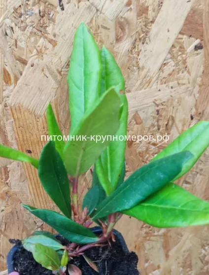 Рододендрон Школьница