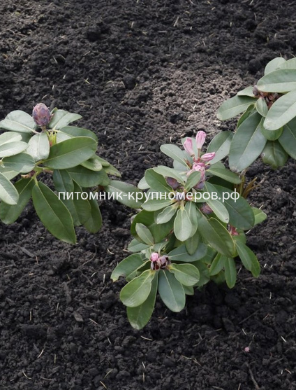 Рододендрон Школьница