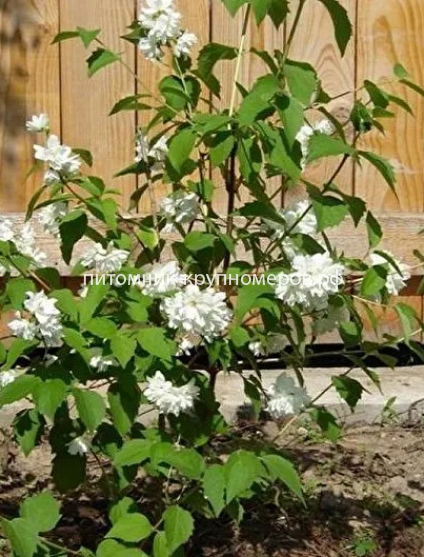 Чубушник Снежная Буря