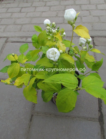 Чубушник Воздушный десант