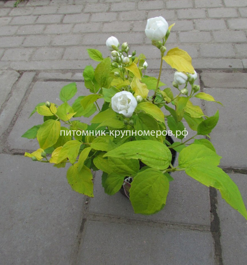 Чубушник венечный золотистый Ауреус