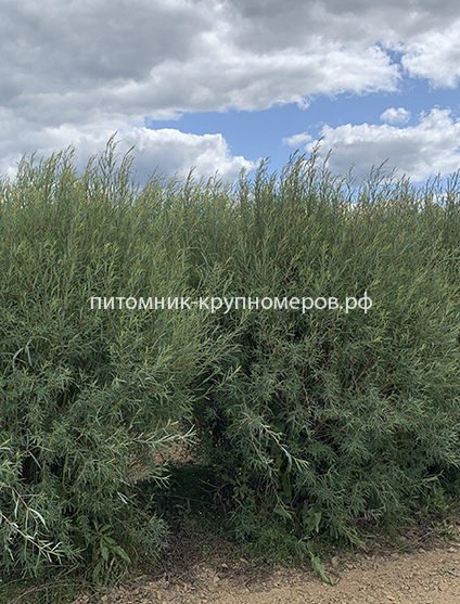 Ива пурпурная Маяк
