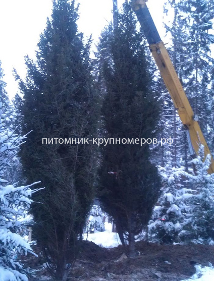 Ель обыкновенная