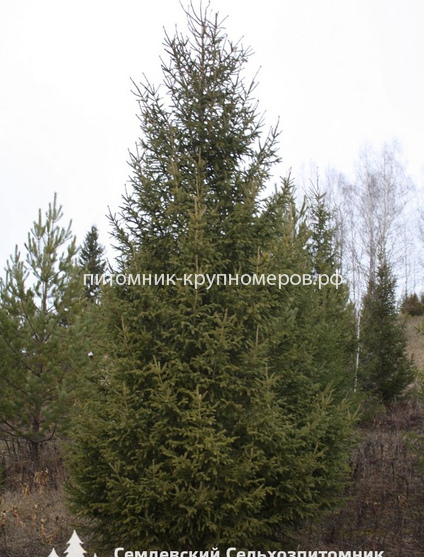 Ель обыкновенная