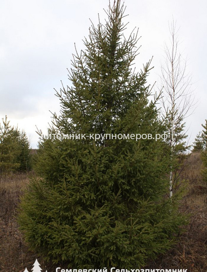 Ель обыкновенная