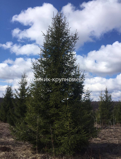 Ель обыкновенная