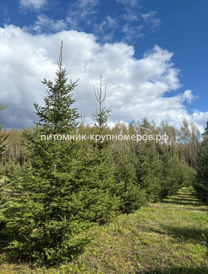 Ель обыкновенная