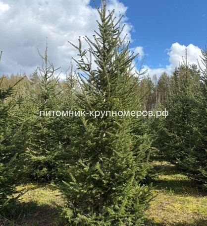 Ель обыкновенная