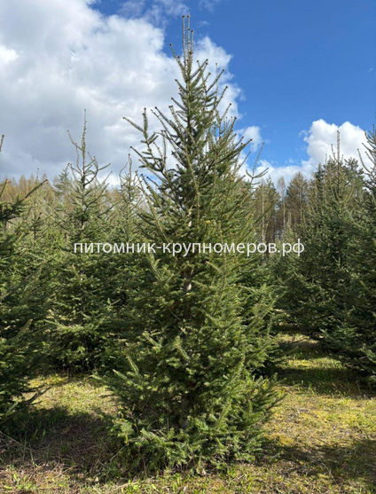 Ель обыкновенная