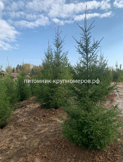 Ель обыкновенная