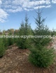 Ель обыкновенная min