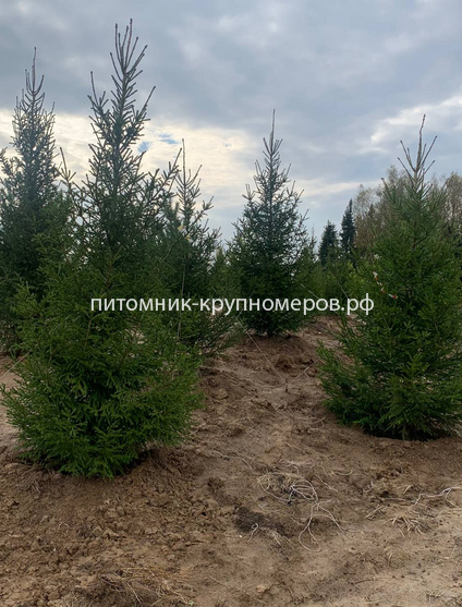 Ель обыкновенная
