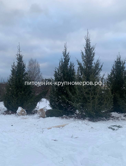 Ель обыкновенная