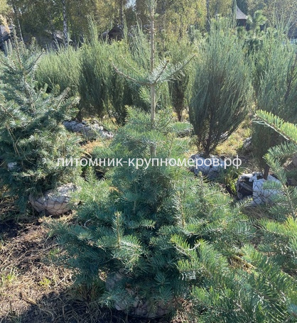 Пихта Одноцветная