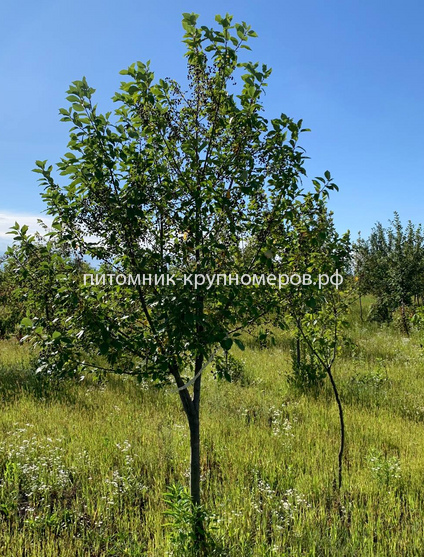 Черемуха Виргинская