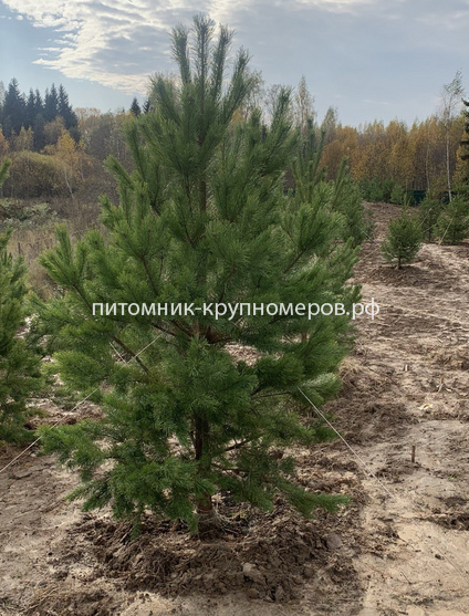 Сосна обыкновенная Отборная