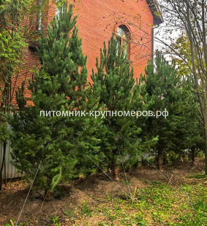 Сосна обыкновенная Отборная