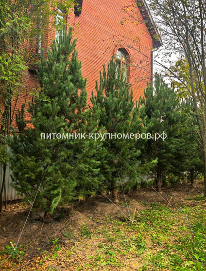 Сосна обыкновенная Отборная