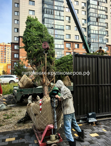 Сосна обыкновенная Отборная