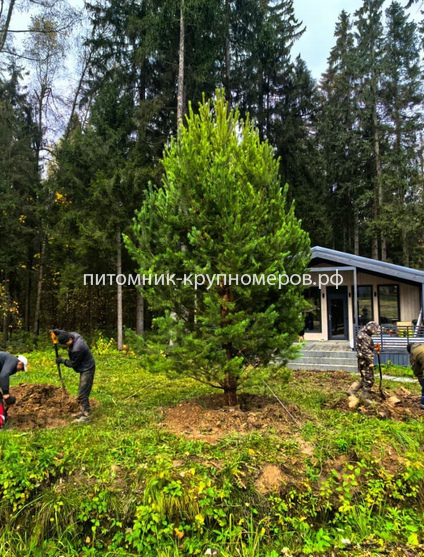 Сосна обыкновенная Отборная
