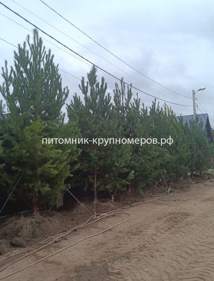 Сосна обыкновенная Отборная