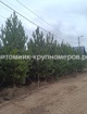 Сосна обыкновенная Отборная min