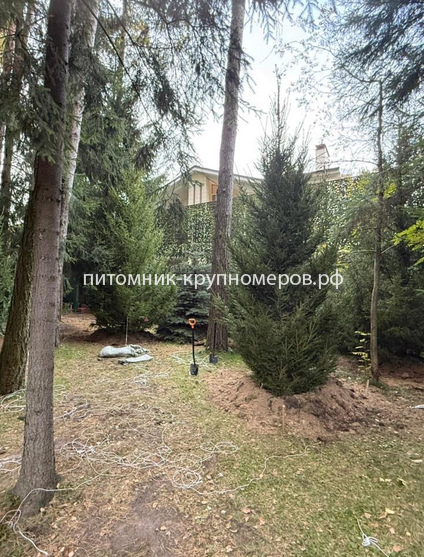 Ель обыкновенная Отборная