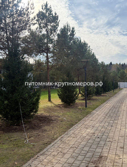 Ель обыкновенная Отборная