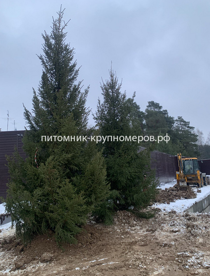 Ель обыкновенная Отборная