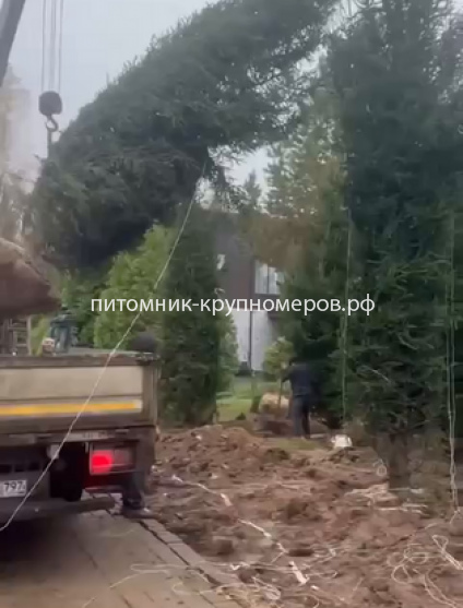 Ель обыкновенная Отборная