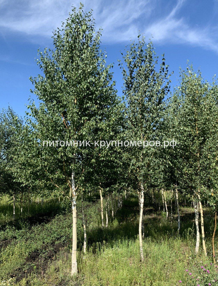 Берёза бородавчатая