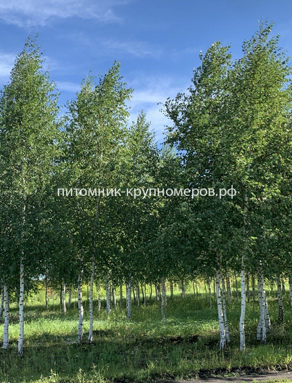 Берёза бородавчатая