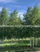 Берёза бородавчатая min