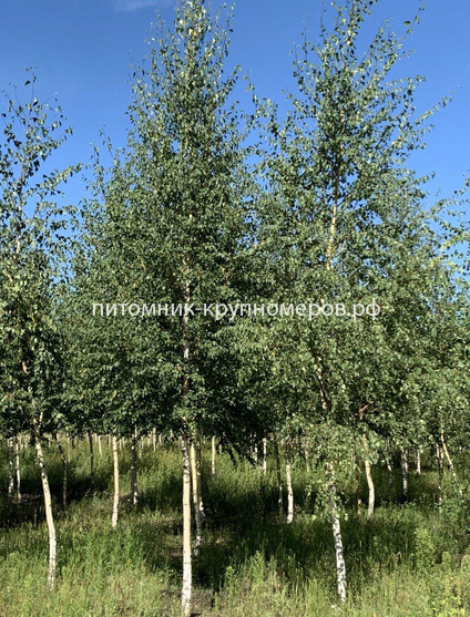 Берёза бородавчатая