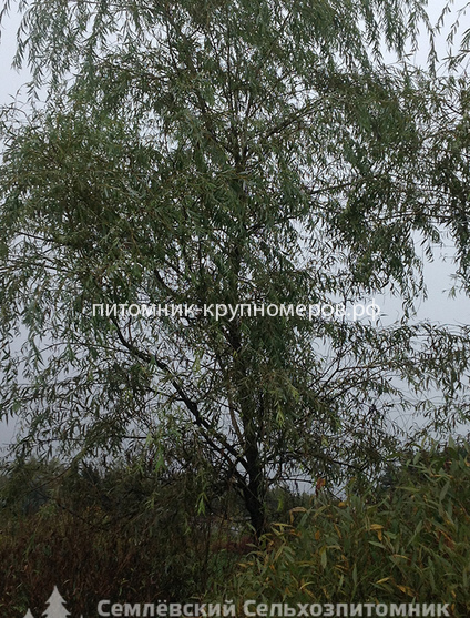 Ива плакучая