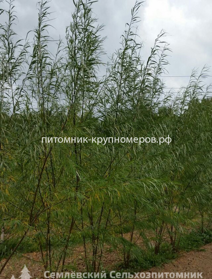 Ива плакучая
