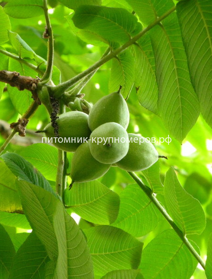 Орех Маньчжурский