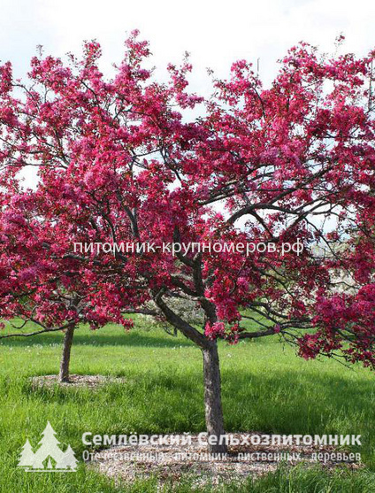 Яблоня декоративная