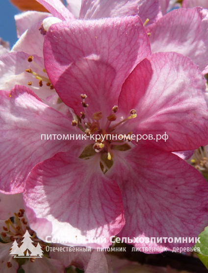Яблоня декоративная