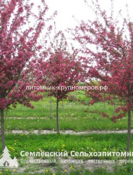 Яблоня декоративная