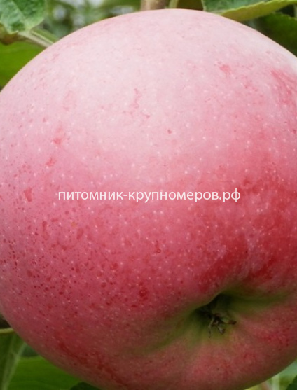 Яблоня 