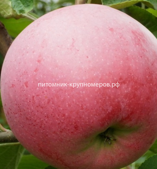 Яблоня 