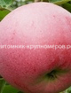 Яблоня 