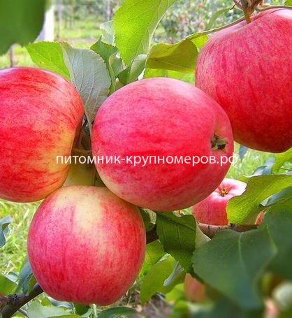 Яблоня 