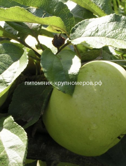 Яблоня 