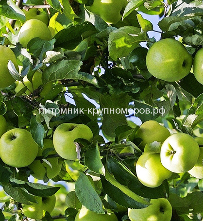 Яблоня 