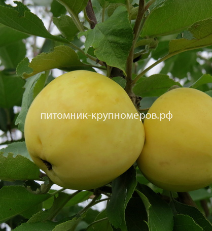 Яблоня 
