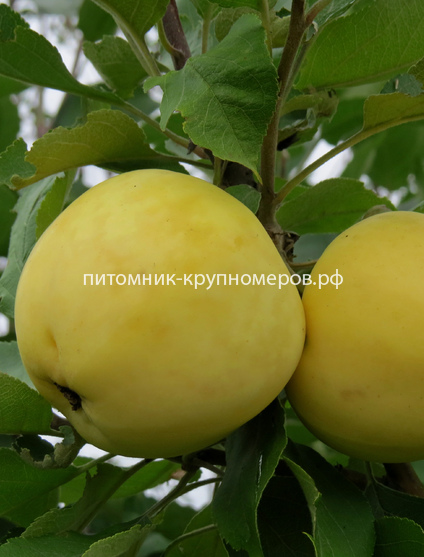Яблоня 
